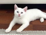 British Shorthair Erkek