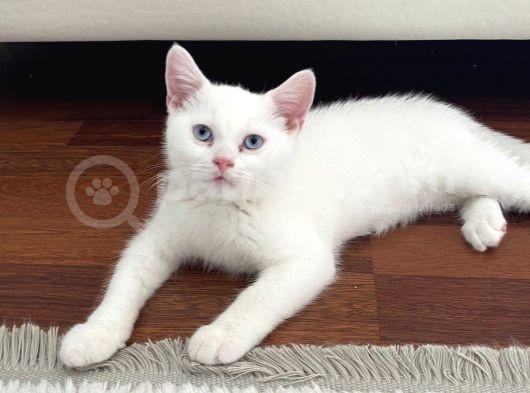 British Shorthair Erkek görsel