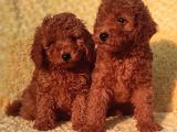 Her Bütçe Ye Uygun Toy Poodle Yavrular