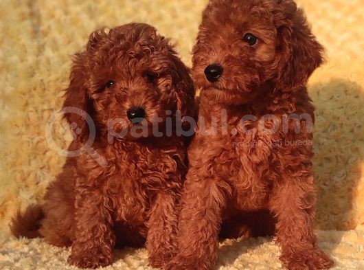 Her Bütçe Ye Uygun Toy Poodle Yavrular görsel