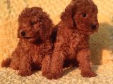 Her Bütçe Ye Uygun Toy Poodle Yavrular
