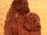Her Bütçe Ye Uygun Toy Poodle Yavrular