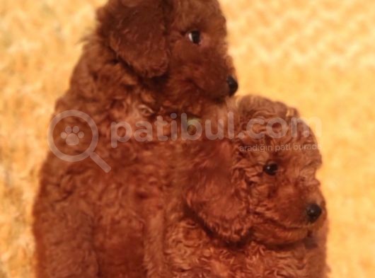 Her Bütçe Ye Uygun Toy Poodle Yavrular görsel