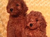 Her Bütçe Ye Uygun Toy Poodle Yavrular