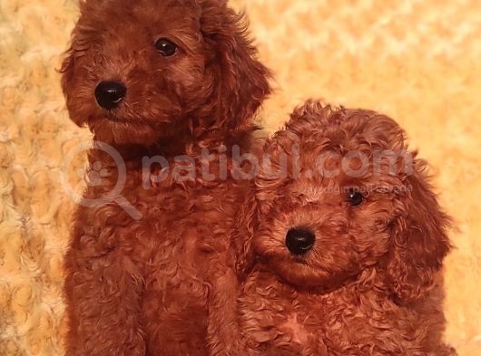Her Bütçe Ye Uygun Toy Poodle Yavrular