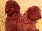 Her Bütçe Ye Uygun Toy Poodle Yavrular