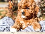 Poodle Gibi Bebekler