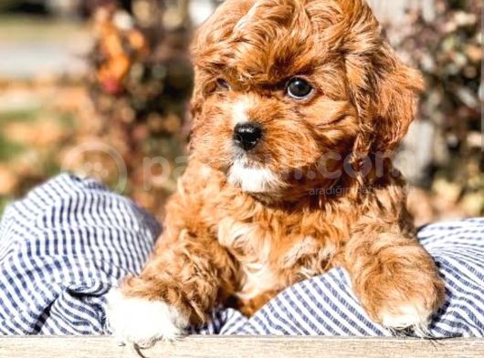 Poodle Gibi Bebekler görsel