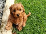 Poodle gibi bebekler