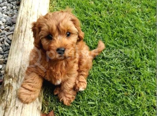 Poodle Gibi Bebekler