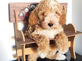 Üst Kalite Maltipoo Güzeli