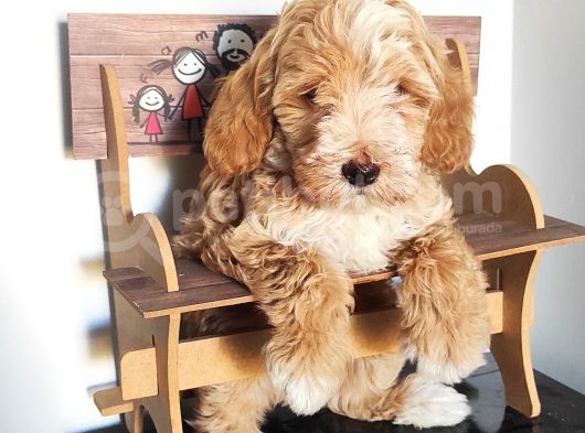 Üst Kalite Maltipoo Güzeli görsel