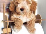 Üst Kalite Maltipoo Güzeli