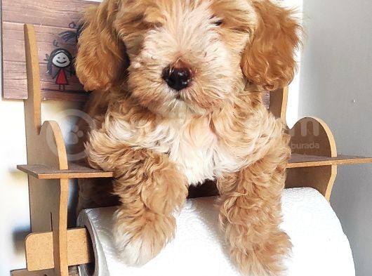 Üst Kalite Maltipoo Güzeli görsel
