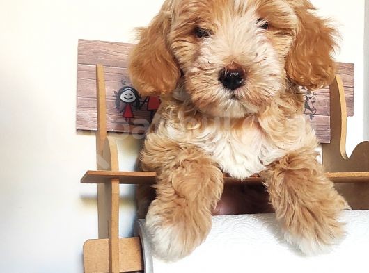 Üst Kalite Maltipoo Güzeli