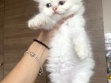 British Longhair Red Point Safkan Yavru