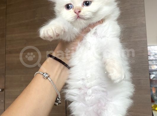 British Longhair Red Point Safkan Yavru görsel