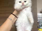 British longhair Red Point Safkan yavru