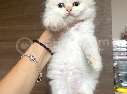British Longhair Red Point Safkan Yavru