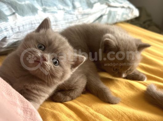 Tosun Gibi British Shortair Yavruları görsel