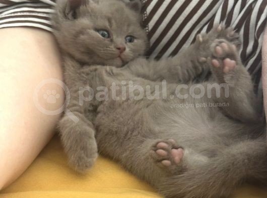 Tosun Gibi British Shortair Yavruları görsel