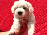 Güvenli Bir Şekilde Gönderim Sağladığımız Irk Garantili Maltese Terrier Yavrularımız