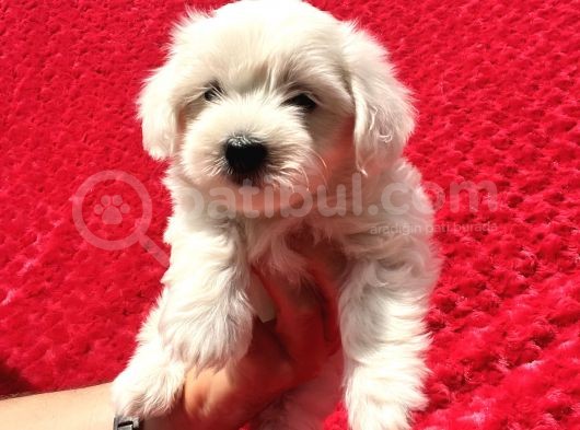 Güvenli Bir Şekilde Gönderim Sağladığımız Irk Garantili Maltese Terrier Yavrularımız görsel