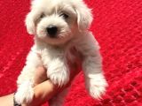 Güvenli Bir Şekilde Gönderim Sağladığımız Irk Garantili Maltese Terrier Yavrularımız