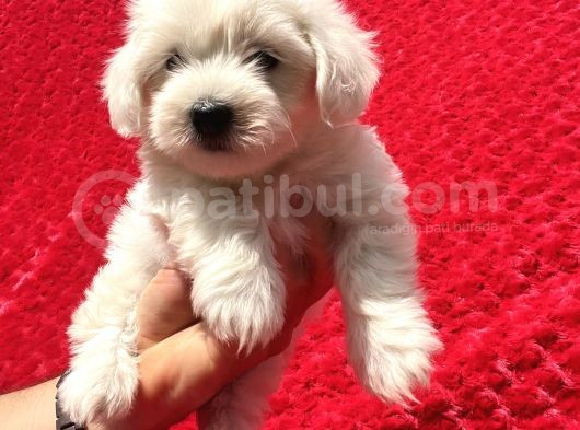 Güvenli Bir Şekilde Gönderim Sağladığımız Irk Garantili Maltese Terrier Yavrularımız görsel