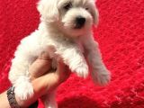 Güvenli Bir Şekilde Gönderim Sağladığımız Irk Garantili Maltese Terrier Yavrularımız
