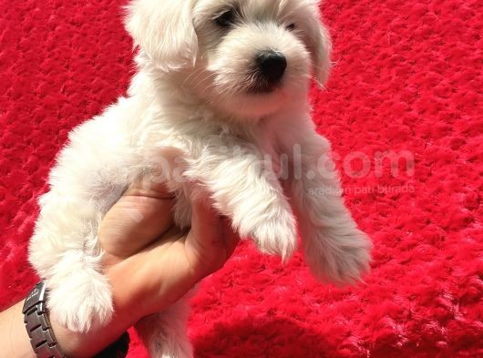Güvenli Bir Şekilde Gönderim Sağladığımız Irk Garantili Maltese Terrier Yavrularımız görsel