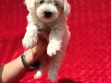 Güvenli Bir Şekilde Gönderim Sağladığımız Irk Garantili Maltese Terrier Yavrularımız