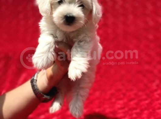 Güvenli Bir Şekilde Gönderim Sağladığımız Irk Garantili Maltese Terrier Yavrularımız görsel