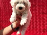 Güvenli Bir Şekilde Gönderim Sağladığımız Irk Garantili Maltese Terrier Yavrularımız