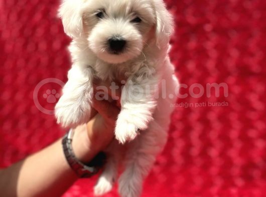Güvenli Bir Şekilde Gönderim Sağladığımız Irk Garantili Maltese Terrier Yavrularımız görsel