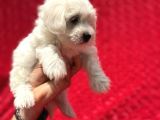 Güvenli Bir Şekilde Gönderim Sağladığımız Irk Garantili Maltese Terrier Yavrularımız