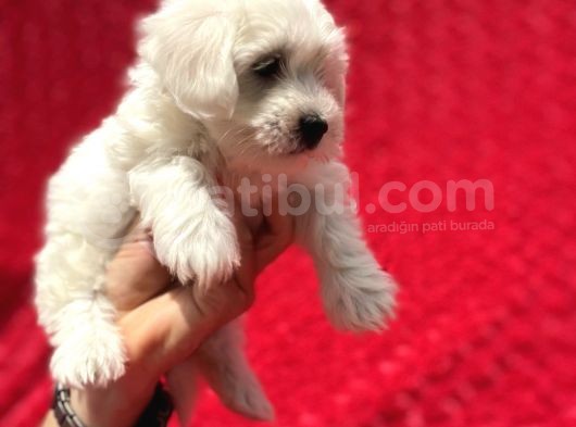 Güvenli Bir Şekilde Gönderim Sağladığımız Irk Garantili Maltese Terrier Yavrularımız görsel