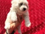 Güvenli Bir Şekilde Gönderim Sağladığımız Irk Garantili Maltese Terrier Yavrularımız