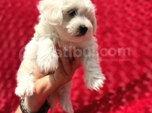 Güvenli Bir Şekilde Gönderim Sağladığımız Irk Garantili Maltese Terrier Yavrularımız görsel