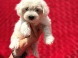 Güvenli Bir Şekilde Gönderim Sağladığımız Irk Garantili Maltese Terrier Yavrularımız