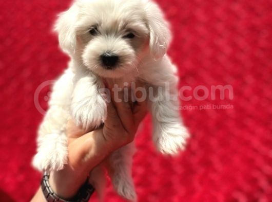 Güvenli Bir Şekilde Gönderim Sağladığımız Irk Garantili Maltese Terrier Yavrularımız