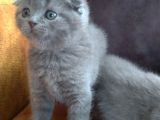 Safkan Irk Scottish Foldbritihs Shorthair Bebekler