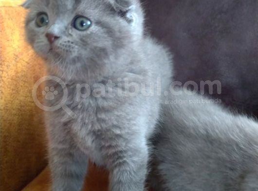 Safkan Irk Scottish Foldbritihs Shorthair Bebekler görsel