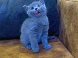 Safkan Irk Scottish Foldbritihs Shorthair Bebekler