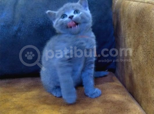 Safkan Irk Scottish Foldbritihs Shorthair Bebekler görsel