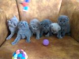 Safkan Irk Scottish Foldbritihs Shorthair Bebekler