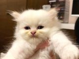 British Longhair Red Point Safkan Yavru