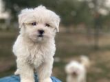 SAFKAN MALTESE TERRİER YAVRULARIM