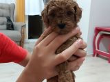 Irk Ve Sağlık Garantili Toy Poodle Bebekler