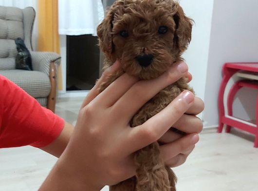 Irk Ve Sağlık Garantili Toy Poodle Bebekler görsel